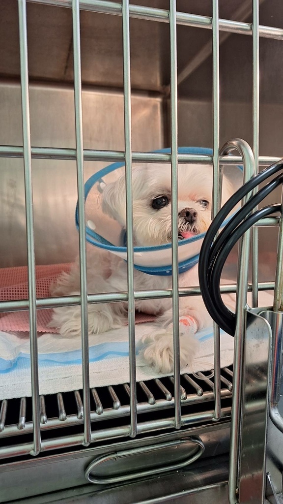 【慢性腎臟病】文長慎入！QQ慢性腎臟病的過程與照護_文字記錄