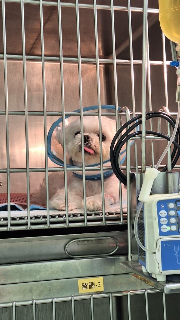 【慢性腎臟病】文長慎入！QQ慢性腎臟病的過程與照護_文字記錄