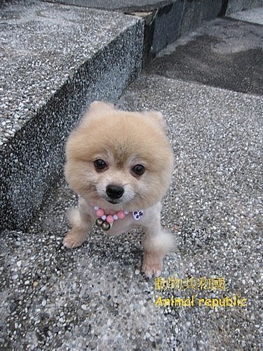 狗狗認養 台北汐止 古錐的小博美犬 Quot Taniki Quot 已送養 Joling之幸福人妻生活2 0 痞客邦 狗狗認養 台北汐止 古錐的小博美犬 Quot Taniki Quot 已送養 Joling之幸福人妻生活2 0 痞客邦
