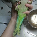 20140619055天尾巴