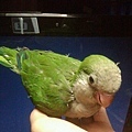 20140603039天