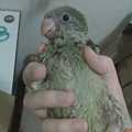 20140528033天肚子