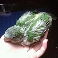 20140528033天
