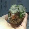 20140526031天