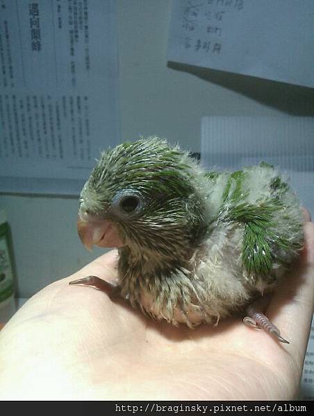 20140525030天飽飽