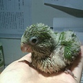 20140525030天飽飽