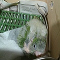 20140524029天飽飽