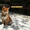 幼犬0724-2.jpg