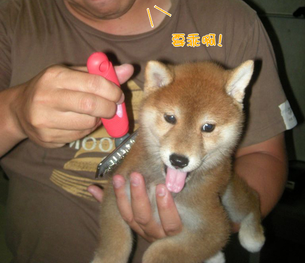 幼犬0729-2.jpg