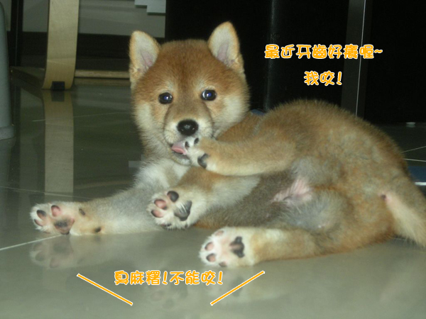 幼犬0821-1.jpg