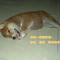 幼犬0821-3.jpg