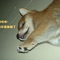 幼犬0821-4.jpg