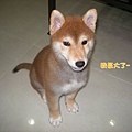 幼犬0827-1.jpg