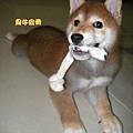 幼犬0827-3.jpg