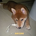 幼犬0827-4.jpg