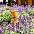 IMG_6061.jpg
