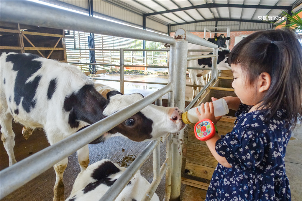 台南親子景點 乳牛的家 柳營牧場餵食小動物 搭乘五分車順遊新營糖廠 來飽寶家ba 痞客邦