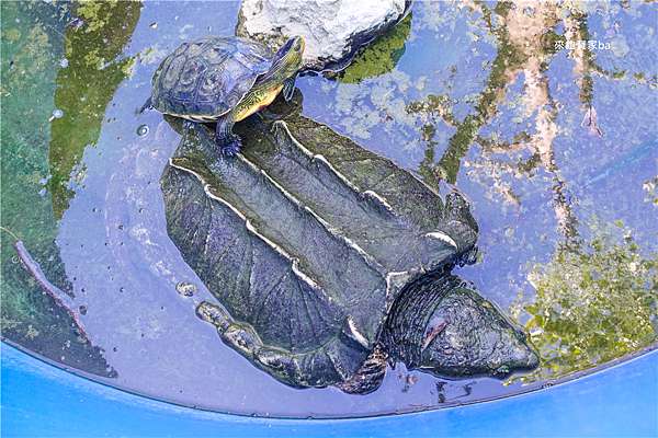 高雄玩水農場 農春鎮生態教育農場 戲水池 撿雞蛋 可愛動物區餵食雞羊兔 焢土窯烤肉聚餐 農村生活體驗結合自然生態 來飽寶家ba