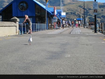 IMG_0356 Akaroa-Main Whart.JPG