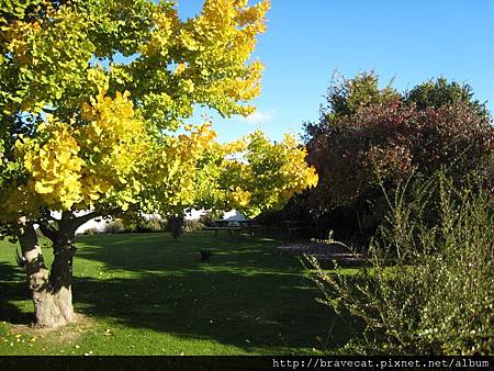 IMG_2389 Motueka - 庭院 落花 秋(Fearon St).JPG