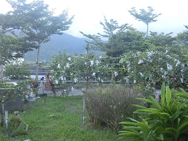 CIMG8041.JPG CIMG8041.JPG