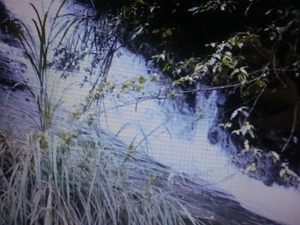 raw-image