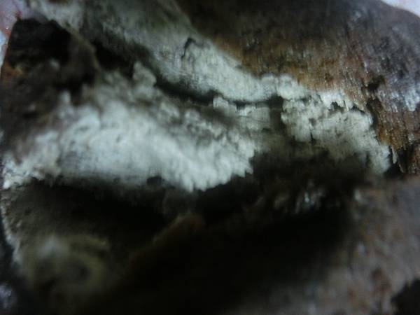 raw-image