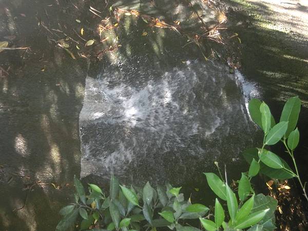 raw-image