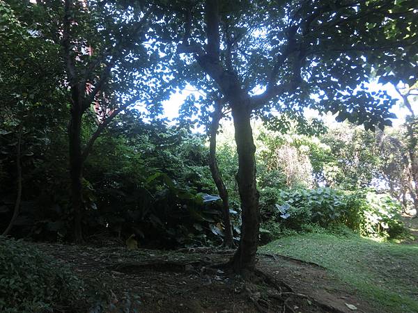 raw-image