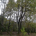 raw-image