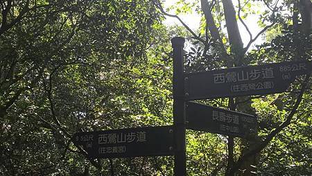 [新北旅遊]穿過七條步道與三座山、在看鶯歌老榕樹群，串成一條