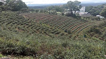 [桃園旅遊]楊梅區秀才步道串接小楊梅步道，景致多變山徑、視野