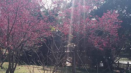 [新北旅遊]罕見擁有公園的傳統寺廟林口區竹林山觀音寺，台灣百