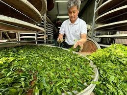[新北美食]三峽區祥興茶行，獲得台灣與ITNT、法國巴黎農業