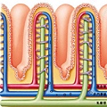 小腸絨毛放大圖