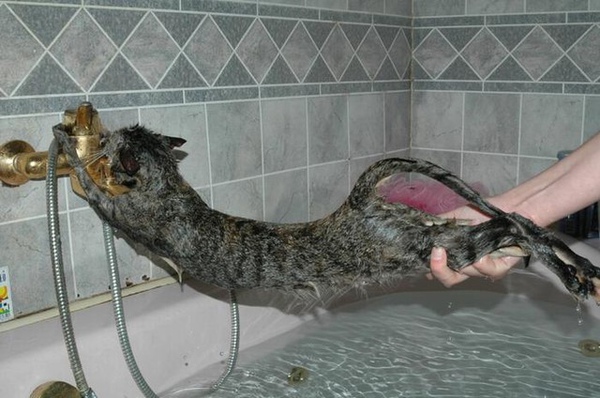討厭洗澡的貓