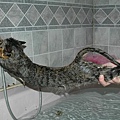 討厭洗澡的貓