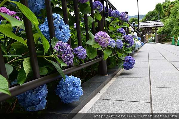 日本 18 東京紫陽花散策 布卡的小宇宙 痞客邦