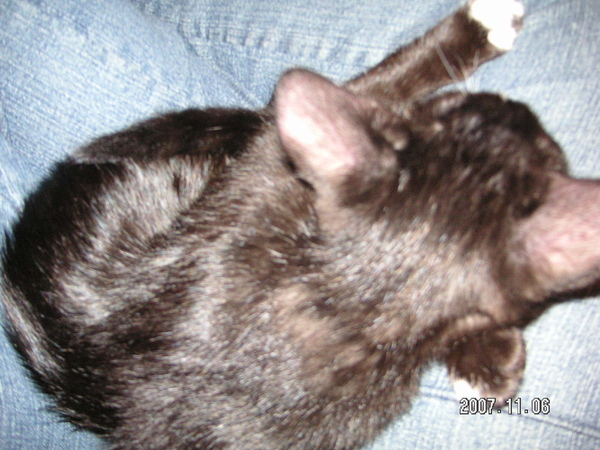 黑咩睡在我盤腿的樣子.jpg