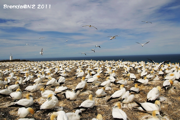 Cape Kidnappers