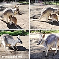 Currumbin Wildlife Sanctuary