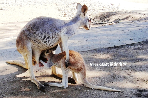 Currumbin Wildlife Sanctuary