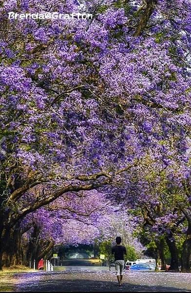 Jacaranda.jpg