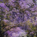 Jacaranda.jpg