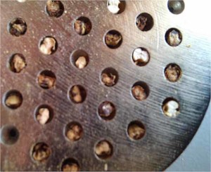 KilnedCaramelMalt.jpg KilnedCaramelMalt.jpg