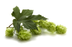 hops2.jpg