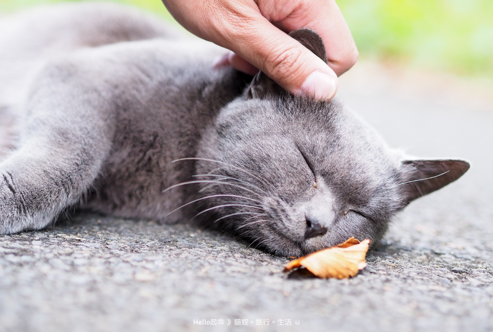 貓島路倒灰貓.jpg 貓島路倒灰貓.jpg