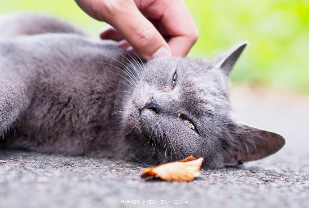 貓島路倒灰貓2.jpg 貓島路倒灰貓2.jpg