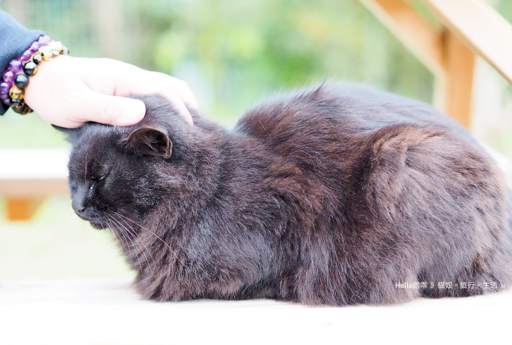 田代島貓咪共和國黑貓.jpg 田代島貓咪共和國黑貓.jpg