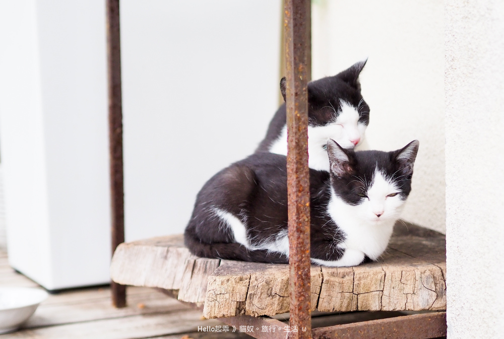 田代島貓咪共和國兩隻黑白貓.jpg 田代島貓咪共和國兩隻黑白貓.jpg